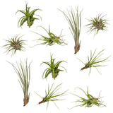 Mélange Tillandsia Air - 10 pièces - ø6cm - ↕6cm