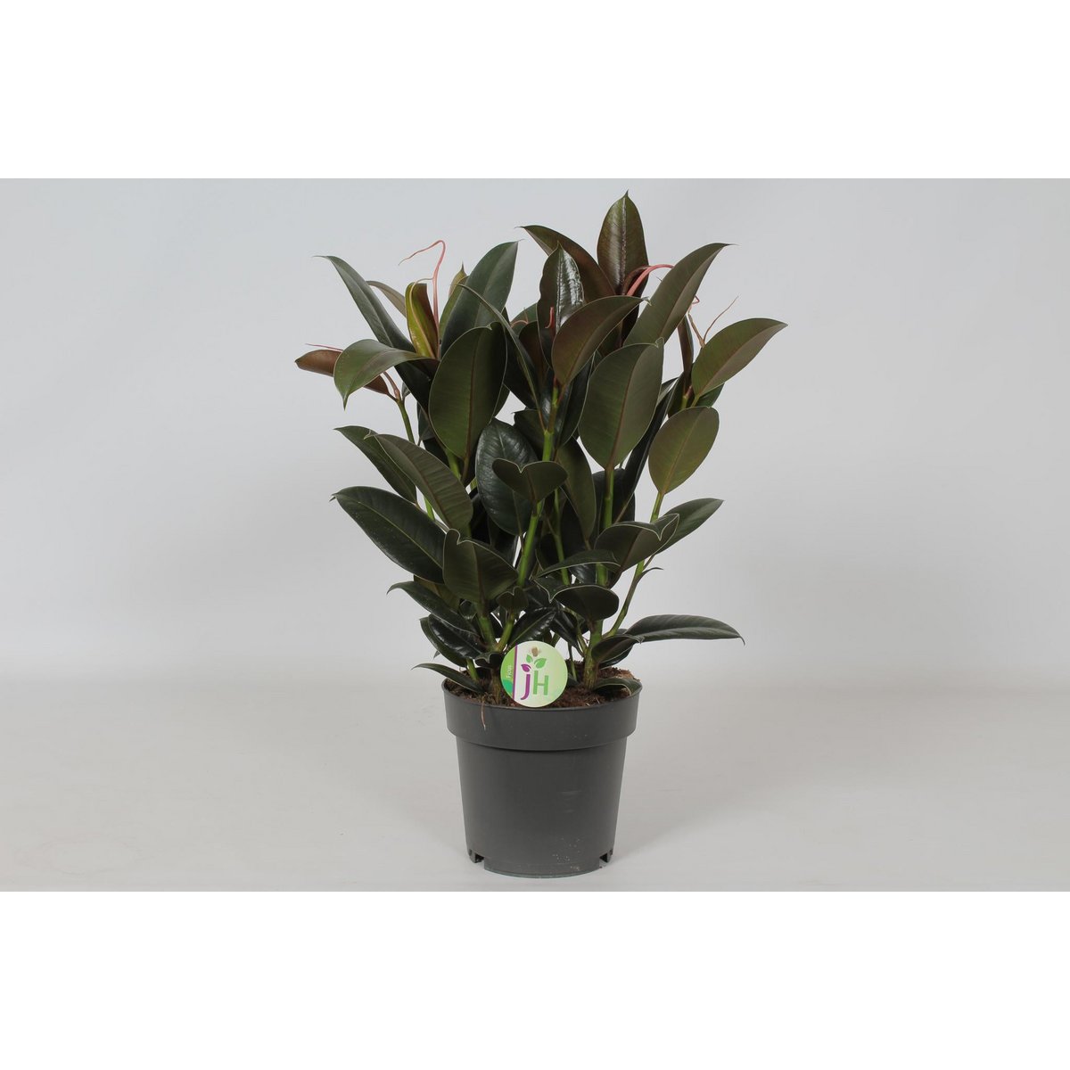 Ficus Mélany - Plante d'intérieur avec feuillage vert foncé et bronze