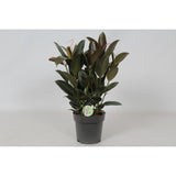 Ficus Mélany - Plante d'intérieur avec feuillage vert foncé et bronze