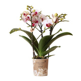 Orchidée Phalaenopsis blanche en pot 9 cm