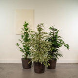 Lot de 3 ficus en pot de 21 cm