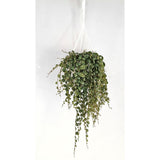 Peperomia prostrata - Ø11cm - ↕20cm