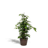 Ficus Benjamina Danielle - Plante verte élégante de 95 cm