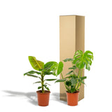Monstera Deliciosa - ↨75cm - Ø21cm + musa nain cavendish - ↨85cm - Ø21cm