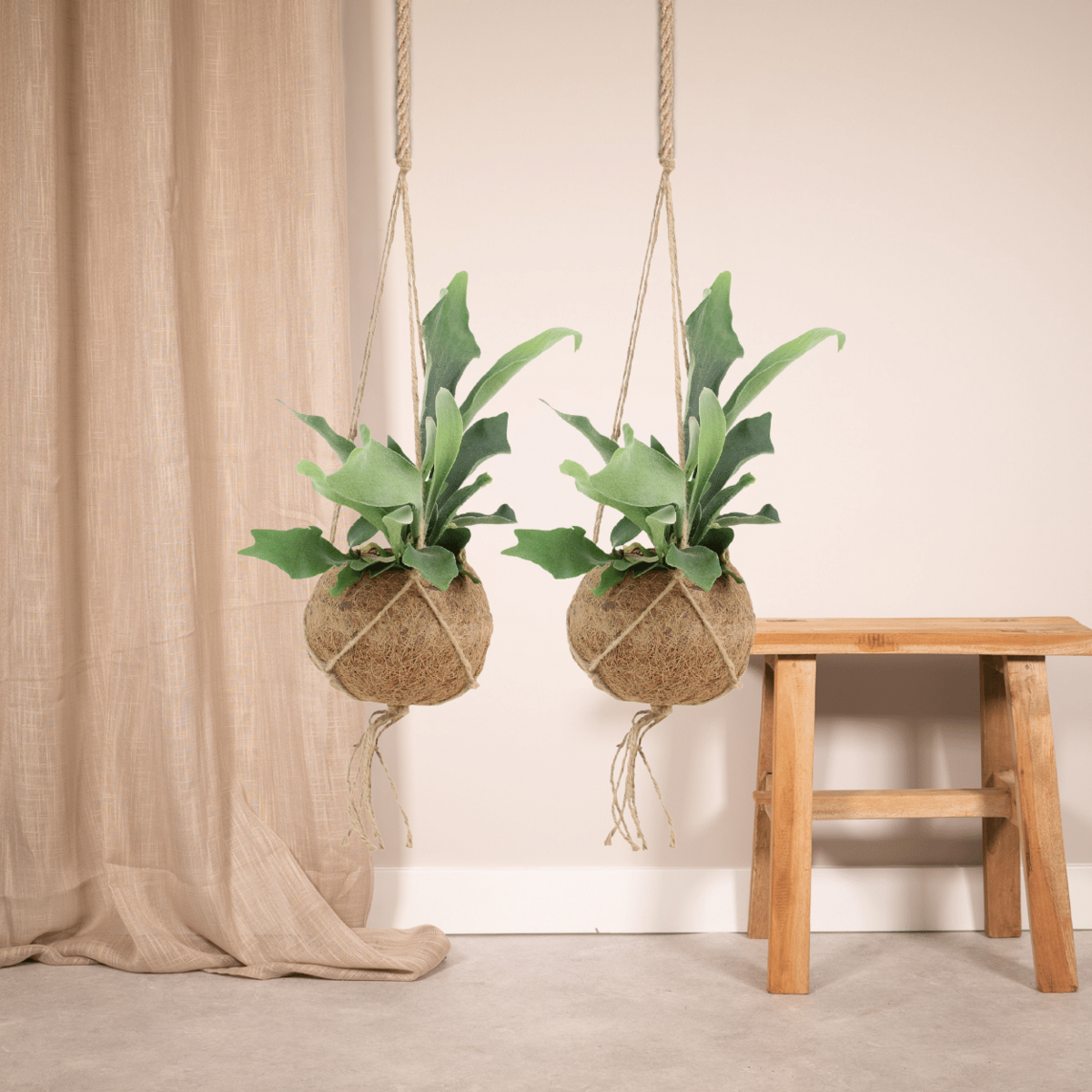 2x Kokodama Platycerium Hang - Hertshoornvaren - 35 cm - Ø15
