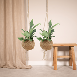 2x Kokodama Platycerium Hang - Hertshoornvaren - 35 cm - Ø15