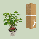 Plante hortensia arborescent rose Ø19 cm