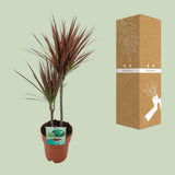 Plante Dracaena marginata bicolore Ø19 cm 70 cm