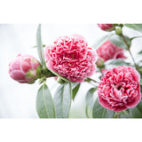 Camellia jap. 'Volunteer' - Ø13cm - ↕20cm