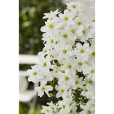 Plante Clematis Avalanche blanc floraison précoce Ø15 cm hauteur 65 cm