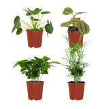 Lot de 4 plantes d'intérieur sûres pour animaux