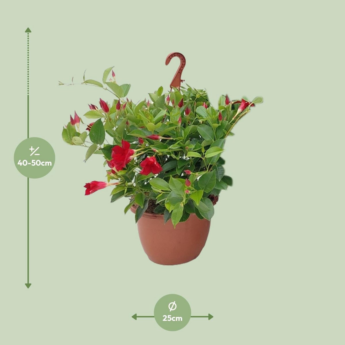 Panier de suspension Sundaville Tricolor - vue avant avec plantes