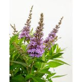 Buddleja Dav. 'Butterfly Candy Little Lila' - Ø19cm - ↕25cm