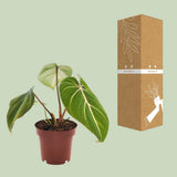 Plante Philodendron selloum Atom verte