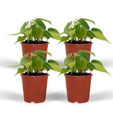 Philodendron Scandens Brasil - 4 pièces - ø12cm - ↕15cm