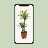 Dracaena Lemon Lime avec éclairage naturel, mise en scène apaisante