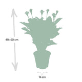 Calathea Crocata - Plante Pauwen - ø14cm - ↕40cm