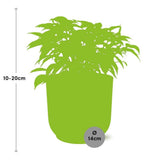 Ficus Benjamina Kinky en ELHO Vibes Fold 14cm rose
