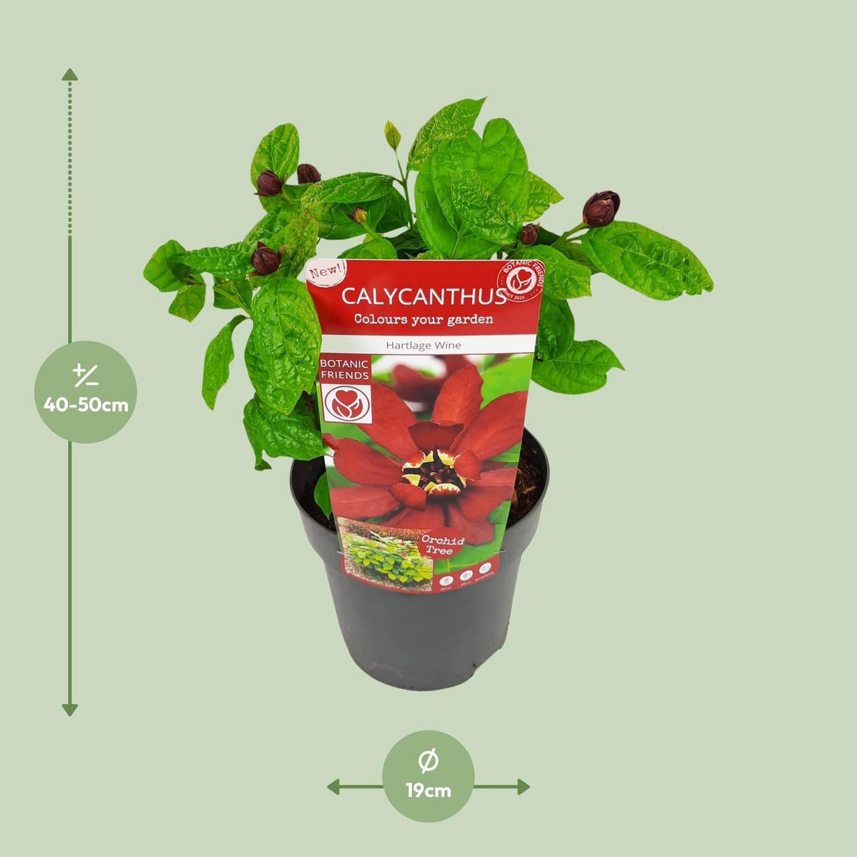 Sinocalyycanthus 'Hartlage Wine'® - Ø19 - ↨30cm