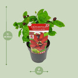 Sinocalyycanthus 'Hartlage Wine'® - Ø19 - ↨30cm