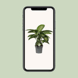 Dieffenbachia Mars - Ø19cm - ↕60cm
