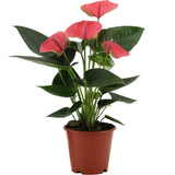 Anthurium Sweet Dream in Transparente Sleeve - Ø12cm - ↕36cm