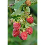 4x - Rubus 'Autumn' Mix - ↨45cm - Ø13