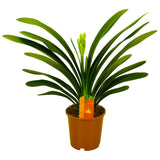 Clivia Miniata - Plante d'intérieur élégante avec feuillage vert luxuriant