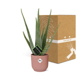 Aloe Vera en pot pliant en plastique rose 12 cm