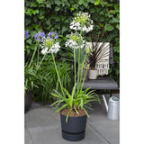 Agapanthus Fireworks - Ø23cm - ↕40cm - Ø23 - ↨40cm