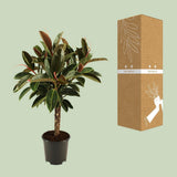 Détail du pot en résine du Ficus elastica Melany Stam, design moderne