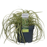 Carex Hachijoensis Evergold - Ø19cm - ↕40cm - Ø14 - ↨30cm