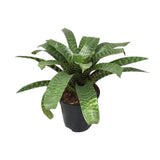 Vriesea Hieroglyphica - Ø19cm - ↕35cm