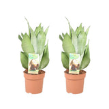Sansevieria Moonshine - 2 pièces - Ø14cm - ↕40cm