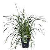 Carex Morrowii 'Ice Dance' - Ø14cm - ↕30cm