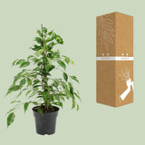 Ficus Benjamin Danita - Ø17cm - ↕70cm
