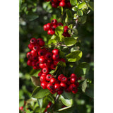 Plante Pyracantha coccinea aux baies rouges