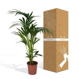 Howea Forstesiana - Kentiapalm - Ø18cm - ↕100cm