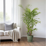 Chamaedorea sefits - Ø27cm - ↕160cm