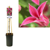 Clematis 'Princess Diana' - Ø17cm - ↕75cm