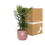 Chamaedorea Elegans en ELHO Vibes Fold 14cm rose