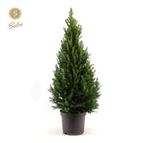 Picea Gl. 'Décembre' - Ø26cm - ↕100cm