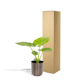 ALOCASIA Macrorrhiza - Ø19cm - ↕70cm + Pot May