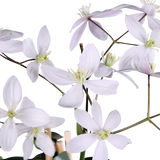 Clematis armandii rose clair Ø15 cm