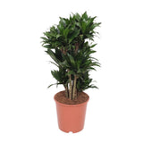 Dracaena Compact - Ø24cm - ↕80cm