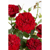 Lot de 3 roses Crazy in Love orange-rose Ø15 cm hauteur 65 cm