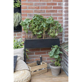 Vitis Pixie Riesling plante décorative en pot plastique recyclé blanc