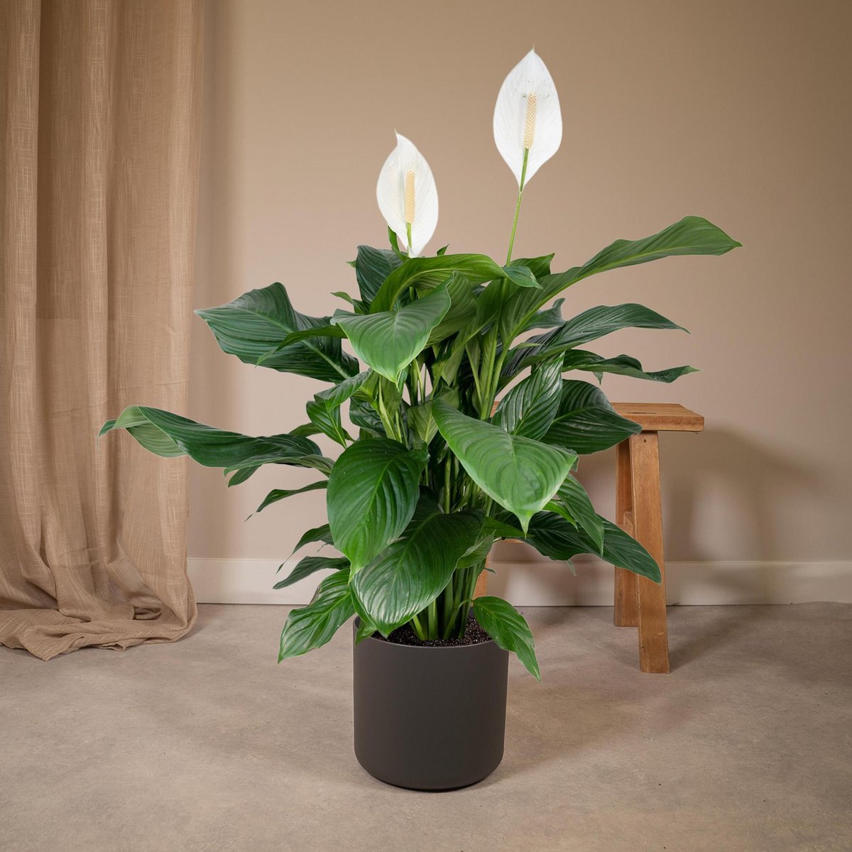 Spathiphyllum - Lys de la Paix - ø19cm - ↕80cm
