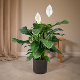 Spathiphyllum - Lys de la Paix - ø19cm - ↕80cm
