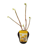 Chemise Edgeworthia. 'Grandiflora' - Ø19cm - ↕30cm